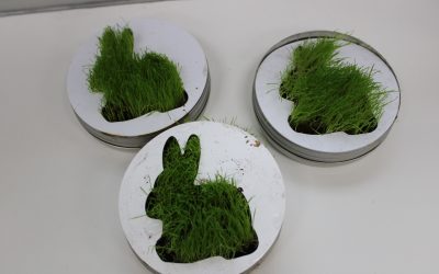 Grünes Wunder im Osterkorb: Hasenform sprießt!