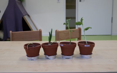 Pflanzaktion in der Sternengruppe