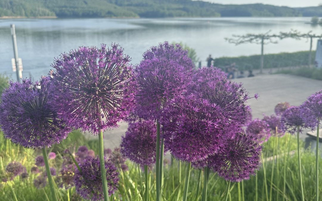 Sommerschließzeit in der Zwergenburg